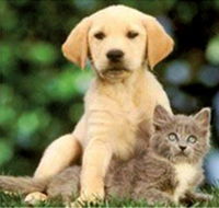 Pyramid Veterinary Surgery - LBG