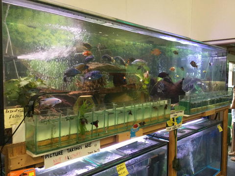 True Blue Aquariums - LBG 2