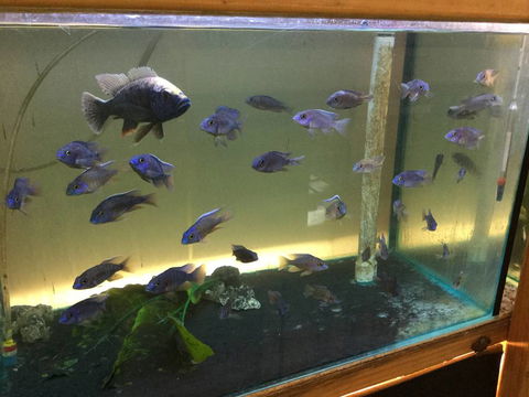 True Blue Aquariums - LBG 3