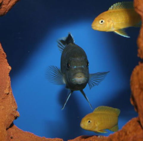 River To Reef Aquarium - LBG 1