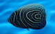 River To Reef Aquarium - thumb 2