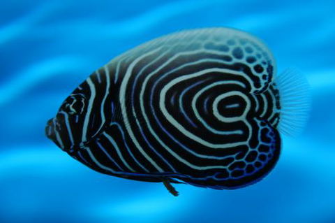 River To Reef Aquarium - LBG 2