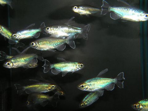 River To Reef Aquarium - LBG 3