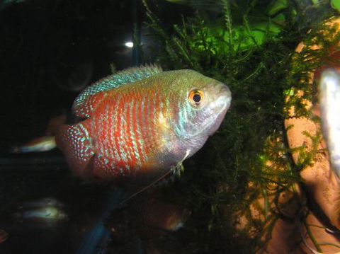 River To Reef Aquarium - LBG 4