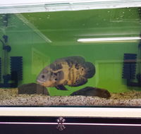 Slither  Swim Aquarium  Reptiles - LBG