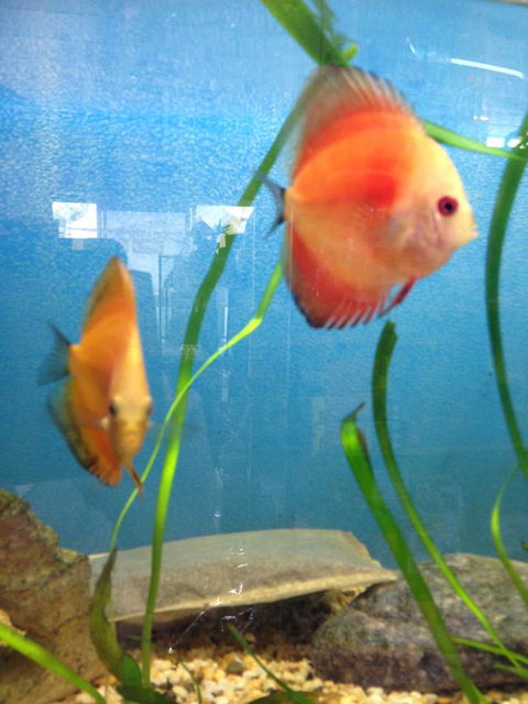 Richmond Valley Pet Supplies - LBG 1
