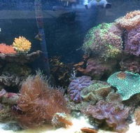Rocky Pet World - LBG