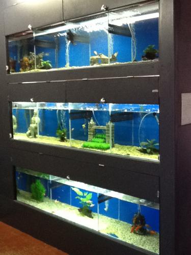 Illawarra Pet Supplies - LBG 0