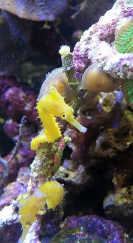 Tropical Marine Centre - LBG 1
