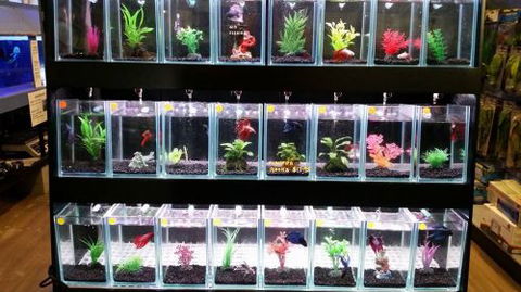 Tropical Marine Centre - LBG 2