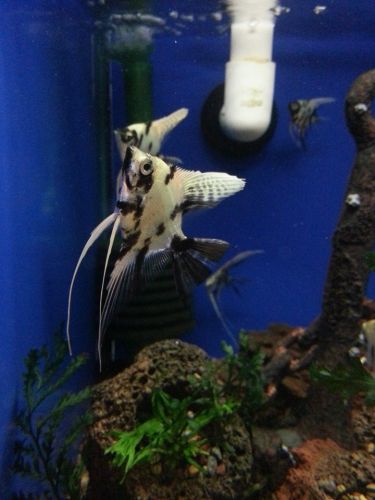 Tropical Marine Centre - LBG 3