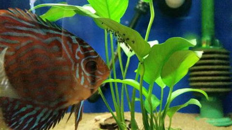 Tropical Marine Centre - LBG 4