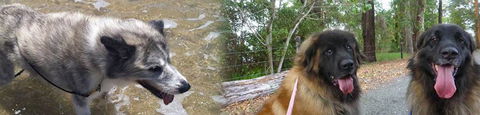 Pets & Ponds - LBG 0
