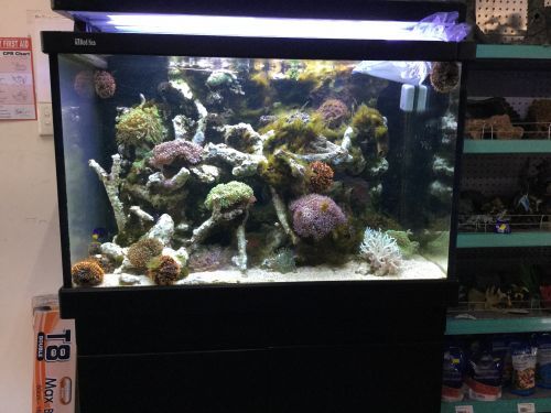 Aquariums Accessories Cranbrook QLD LBG