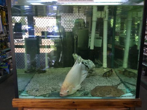 A1 Aquarium World - LBG 2