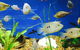 Clearwater Aquariums - thumb 4