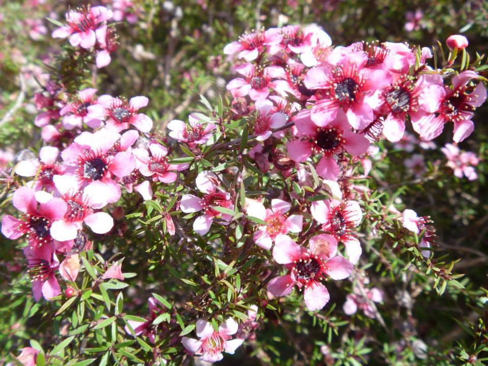 Nurseries Supplies LBG