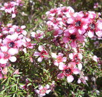 Natives R Us - LBG