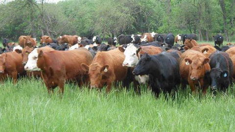 Across Country Real Estate & Livestock - LBG 1