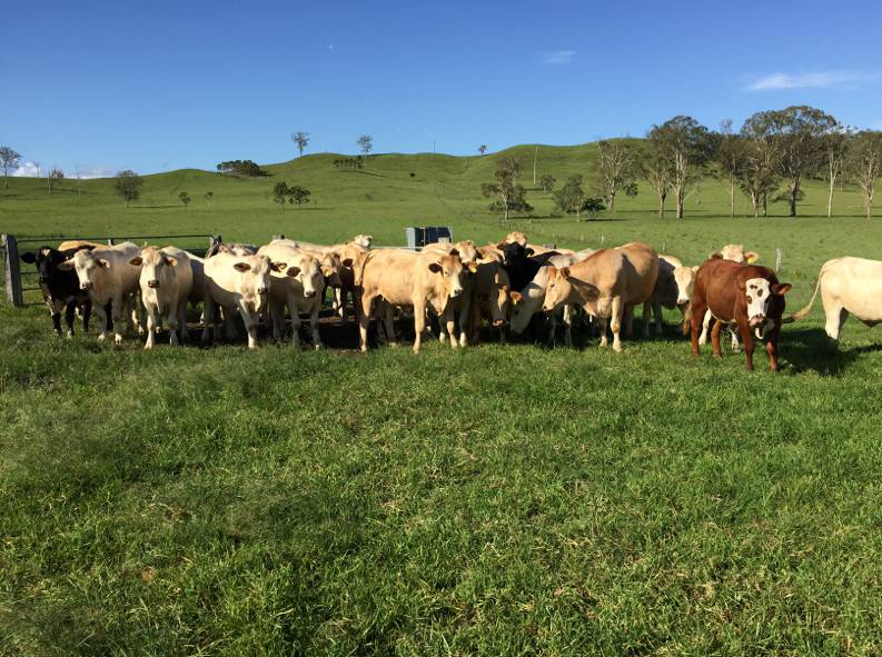 Agents General Lismore NSW LBG