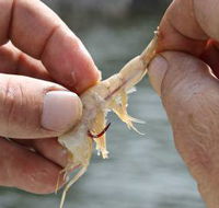 Ingham Tackle Shack - LBG