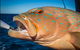 Ingham Tackle Shack - thumb 1