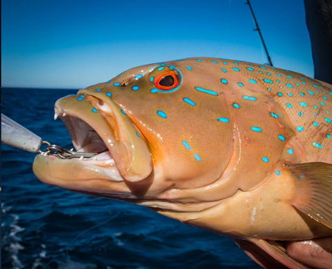 Ingham Tackle Shack - LBG 1
