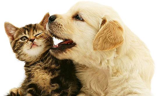 Pet Transport LBG