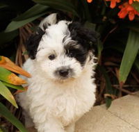 Dapto Veterinary Clinic - LBG