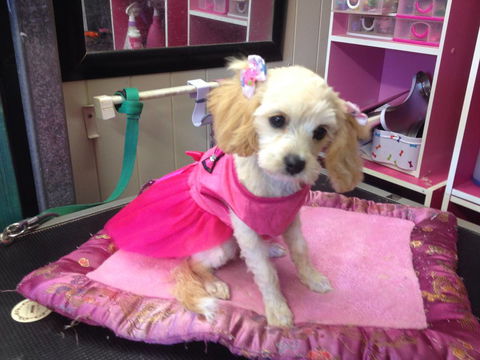 Lyns Total Pet Care - LBG 0