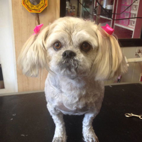 Lyns Total Pet Care - LBG 1