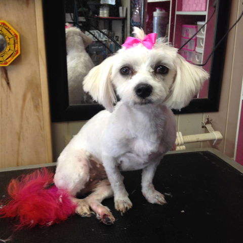 Lyns Total Pet Care - LBG 2