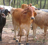 Hogan  Associates CPA - LBG