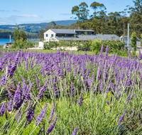 Port Arthur Lavender - LBG