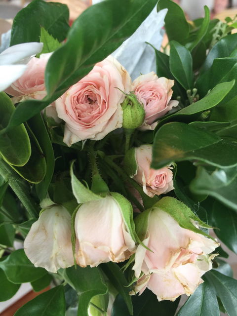 Aimee Provence - LBG 1
