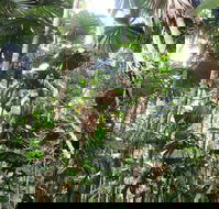 Spirits of Daintree - LBG