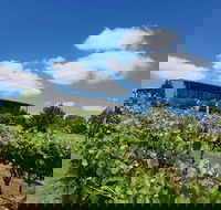 Traralgon Vineyard - LBG