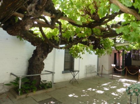 The Vine - LBG 0