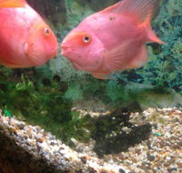 Eastern City Chinese Restaurant - LBG