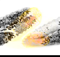 Guzman y Gomez - Hamilton - LBG