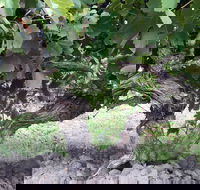 Nick Haselgrove Wines - LBG