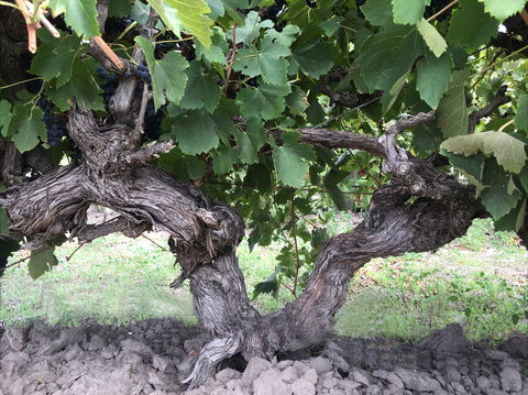 Nick Haselgrove Wines - LBG 0