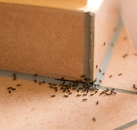 Wisemans Pest Control - LBG