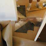 Complete Pest Control - LBG 2