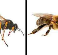 Statewide Pest Solutions