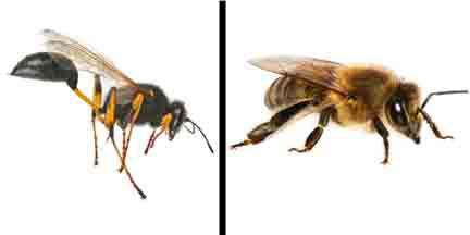 Statewide Pest Solutions - LBG 0