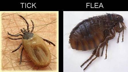 Statewide Pest Solutions - LBG 2