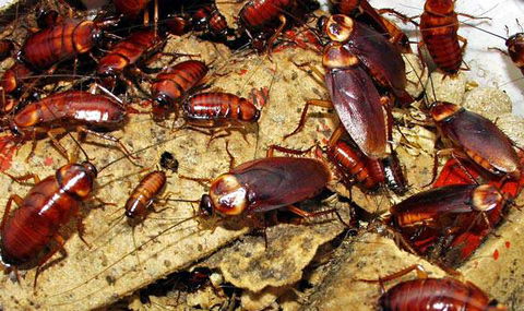 Statewide Pest Solutions - LBG 3