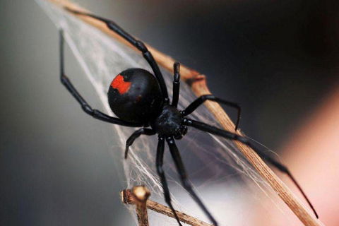 Statewide Pest Solutions - LBG 5