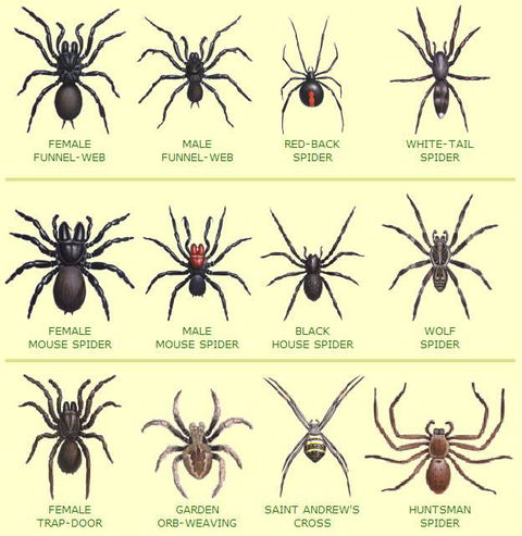 Statewide Pest Solutions - LBG 6